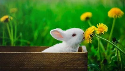 开云官方网-乐鱼体育官方网站：开启官方入口的体育娱乐新纪元